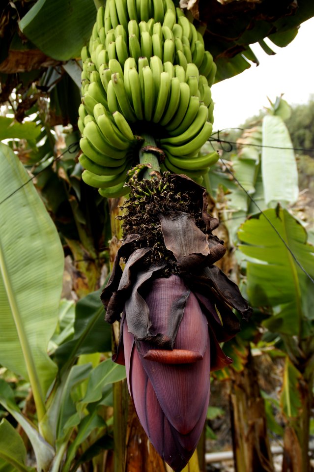 Plant Flora Leaf Banana