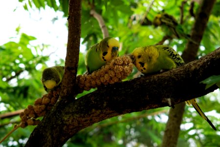 Bird Fauna Beak Tree
