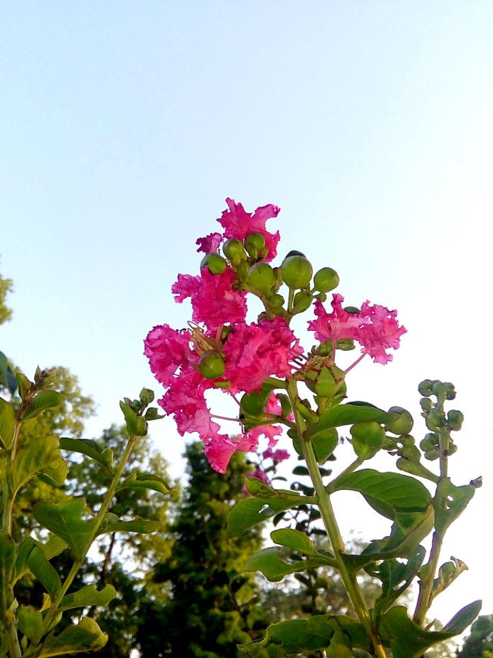 Flower Plant Pink Flora