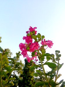 Flower Plant Pink Flora