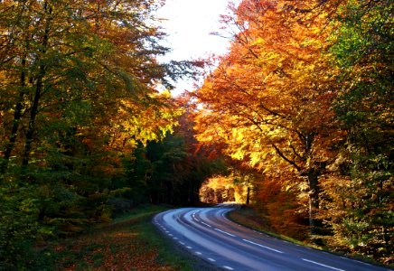 Nature Autumn Leaf Road photo