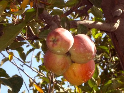 Fruit Fruit Tree Apple Local Food