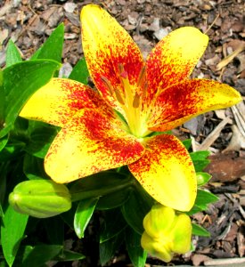 Flower Plant Lily Flowering Plant photo