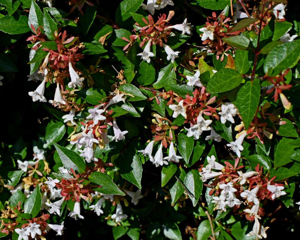 Plant Flora Shrub Subshrub