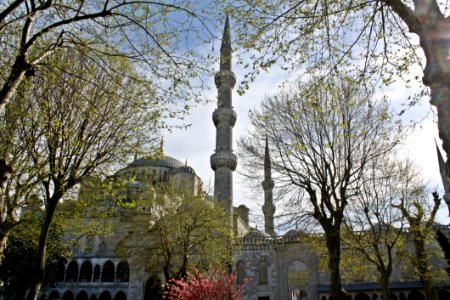 Landmark Tree Monument Memorial