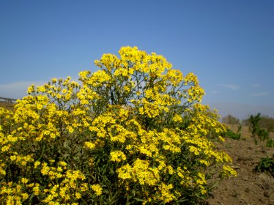 Yellow Plant Flower Flora