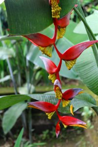 Plant Heliconia Flora Flower