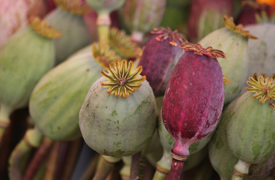 Flora plant seed capsules