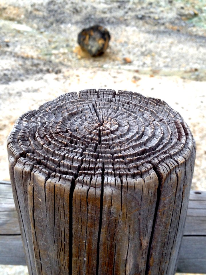 Tree Wood Trunk