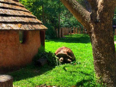 Grass Tree Leaf Fauna