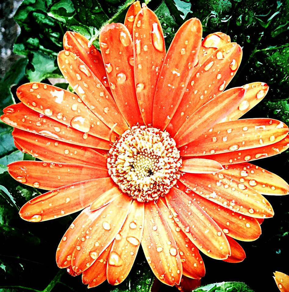 Flower Flora Flowering Plant Gerbera