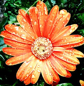 Flower Flora Flowering Plant Gerbera