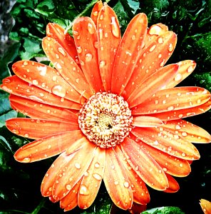 Flower Flora Flowering Plant Gerbera photo