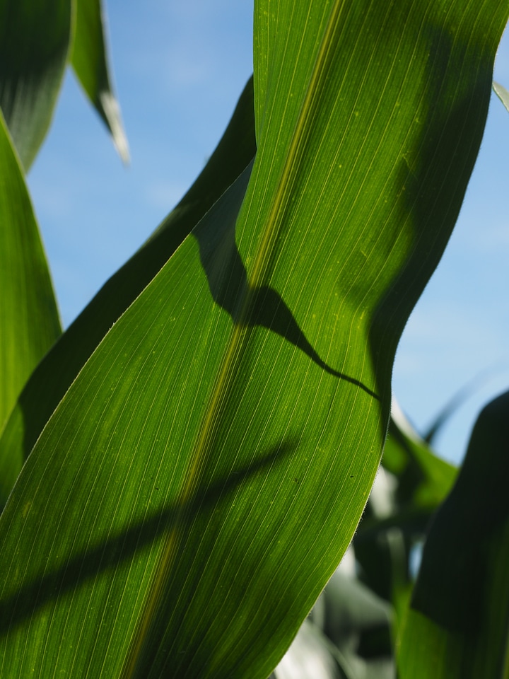 Green field agriculture