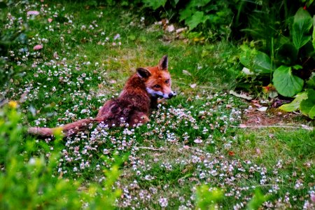 Fox Wildlife Mammal Fauna