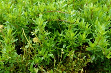 Plant Leaf Subshrub Herb photo