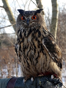 Animals look bird of prey