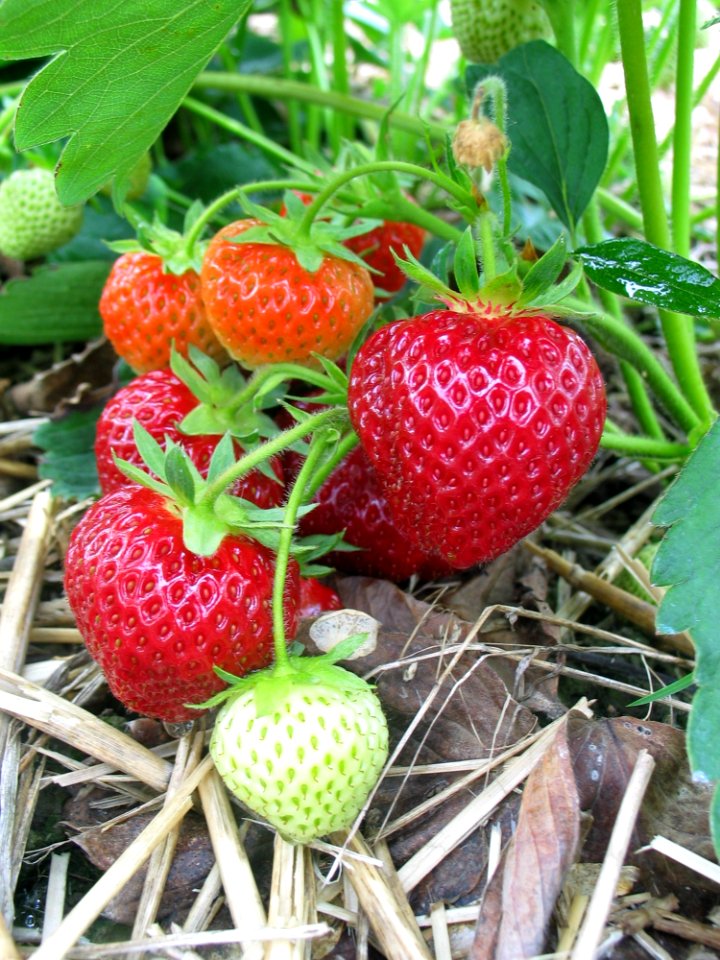 Strawberry Natural Foods Strawberries Fruit