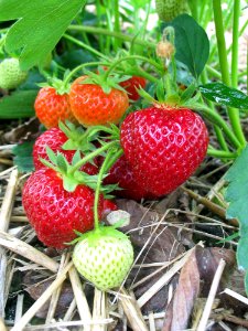 Strawberry Natural Foods Strawberries Fruit