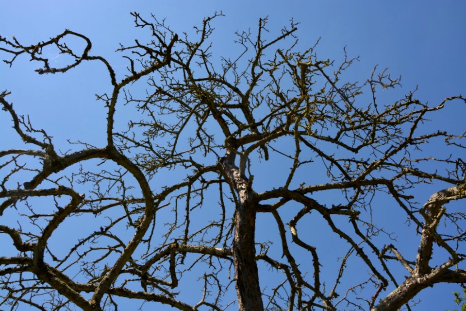 Branch Tree Sky Woody Plant