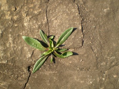 Plant Flora Leaf Grass