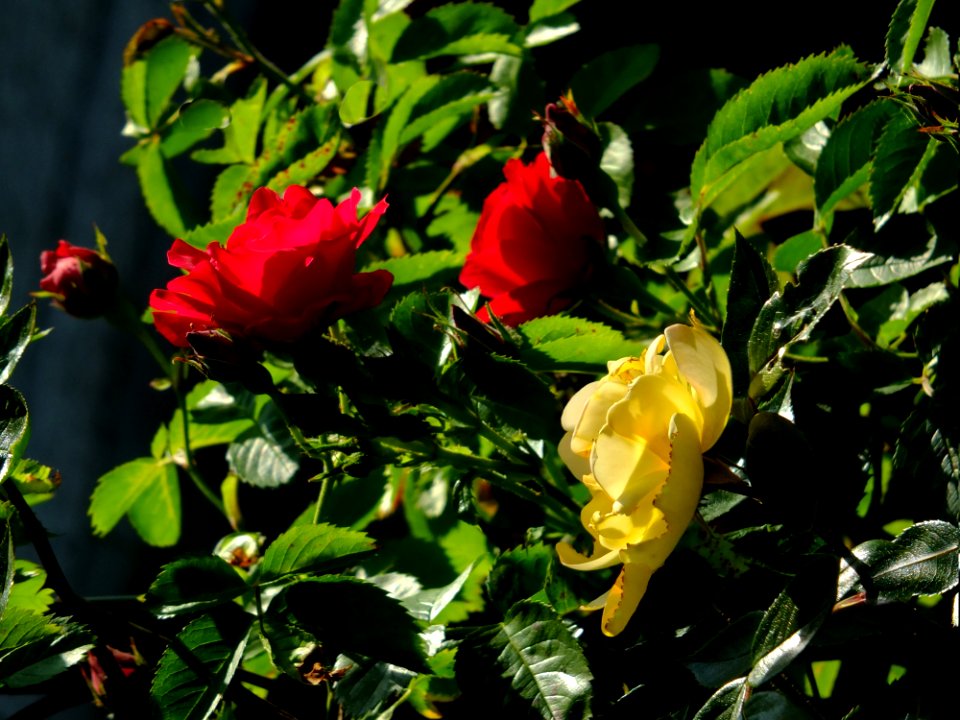 Plant Flower Rose Family Rose
