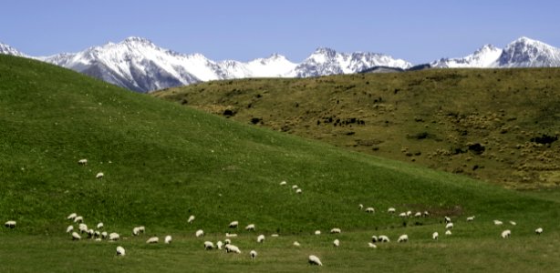Grassland Pasture Ecosystem Mountainous Landforms