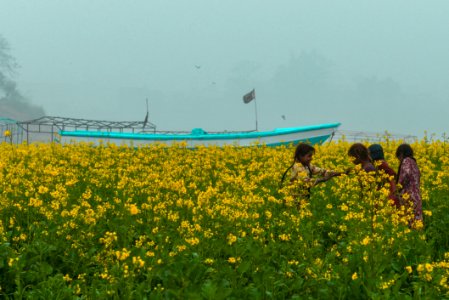 Yellow Field Canola Rapeseed