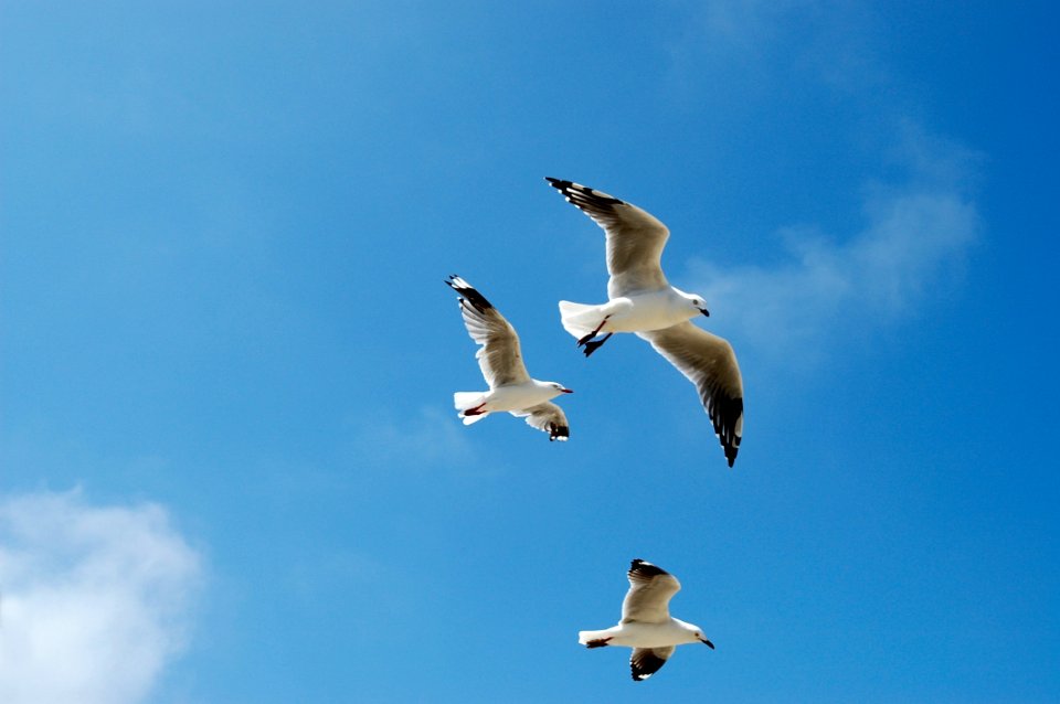 Sky Bird Gull Seabird
