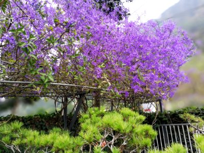 Plant Flower Flora Tree