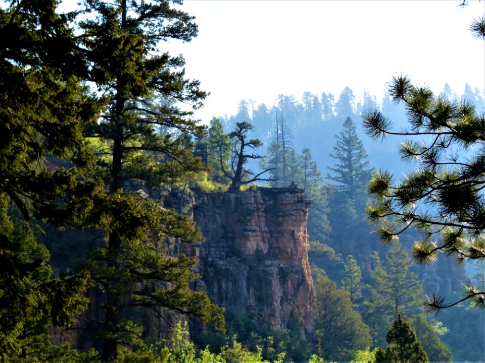 Nature Tree Wilderness Nature Reserve