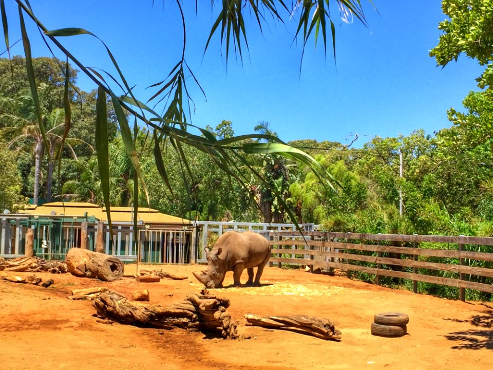 Nature Reserve Zoo Wildlife Elephants And Mammoths