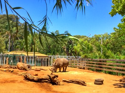 Nature Reserve Zoo Wildlife Elephants And Mammoths