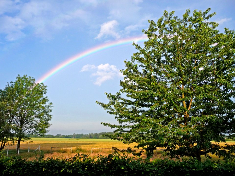 Rainbow Sky Tree Vegetation
