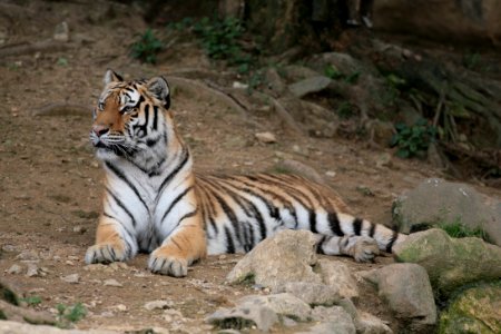 Tiger Wildlife Terrestrial Animal Wilderness photo