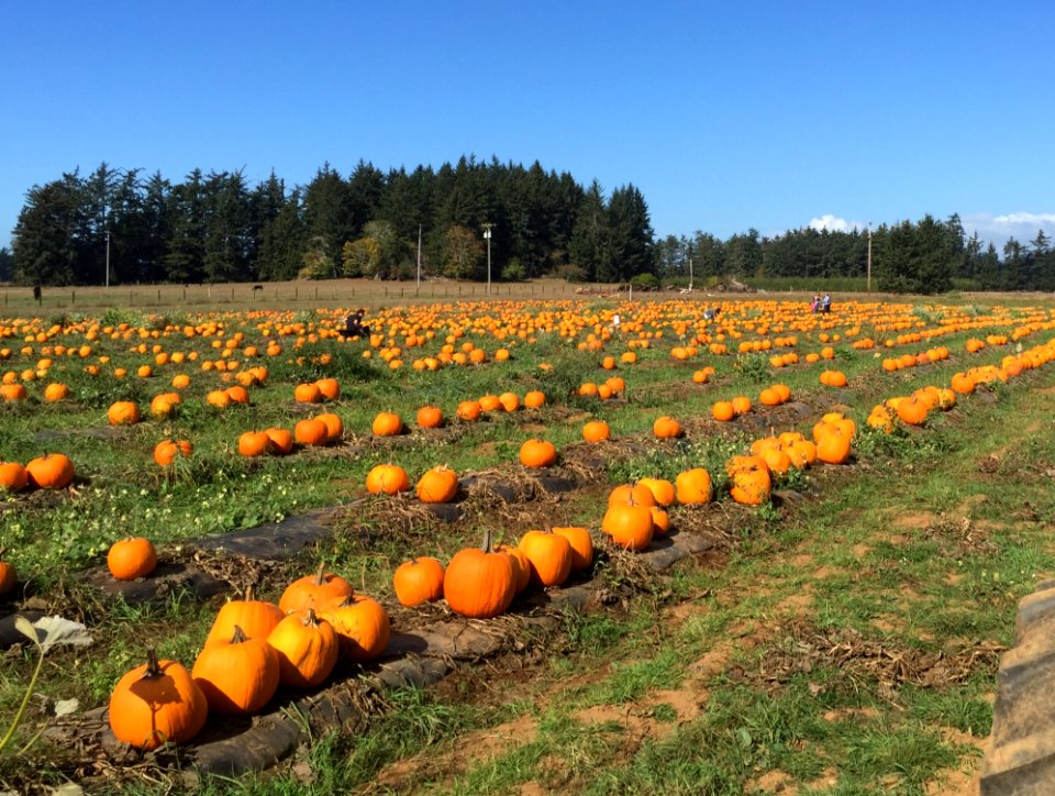 Field Farm Agriculture Crop