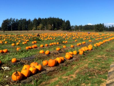 Field Farm Agriculture Crop