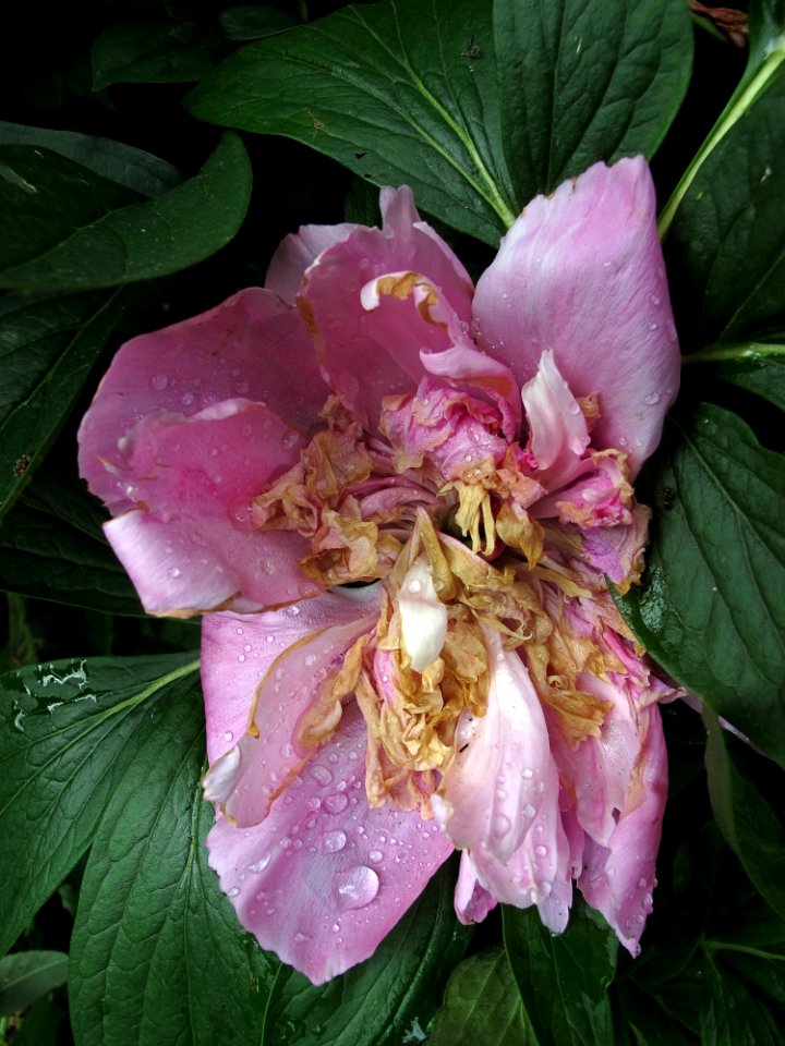 Flower Plant Pink Flora
