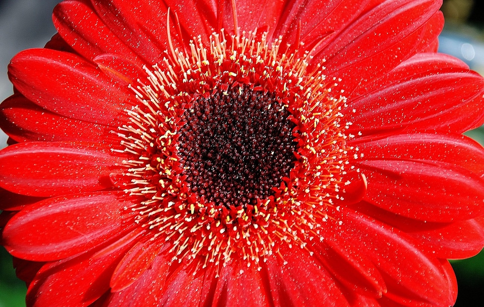Red spring fragrance