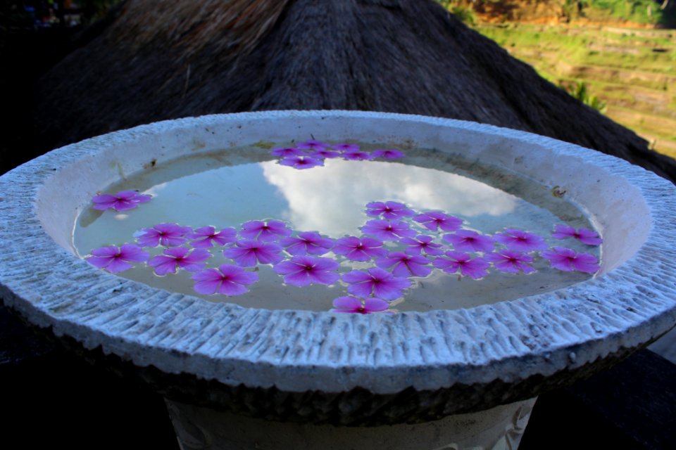 Purple Violet Water
