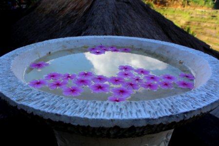 Purple Violet Water