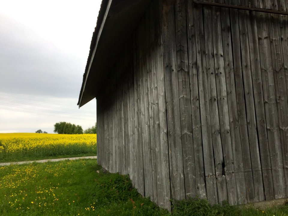 Grass Sky Wood House