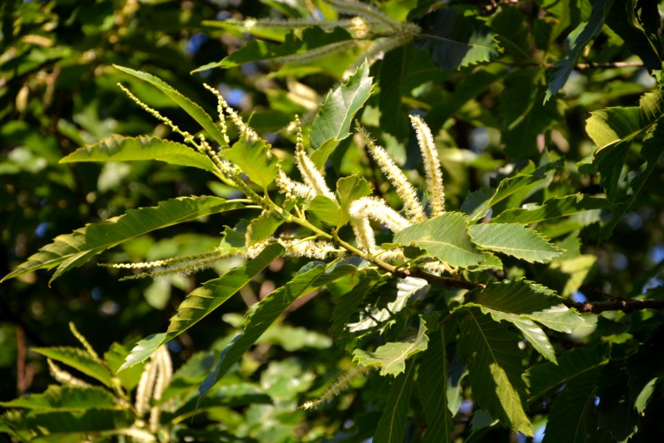 Plant Leaf Tree Branch