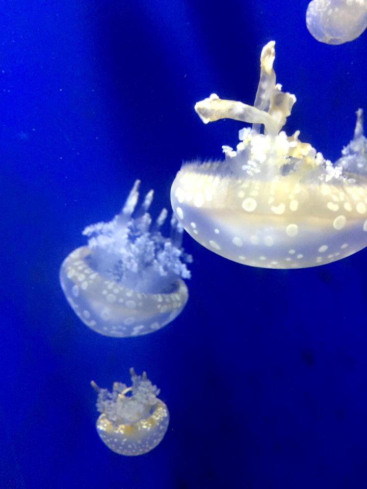 Jellyfish Cnidaria Marine Invertebrates Invertebrate