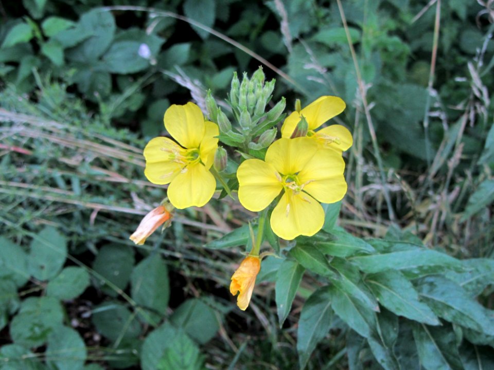 Flower Plant Flora Flowering Plant