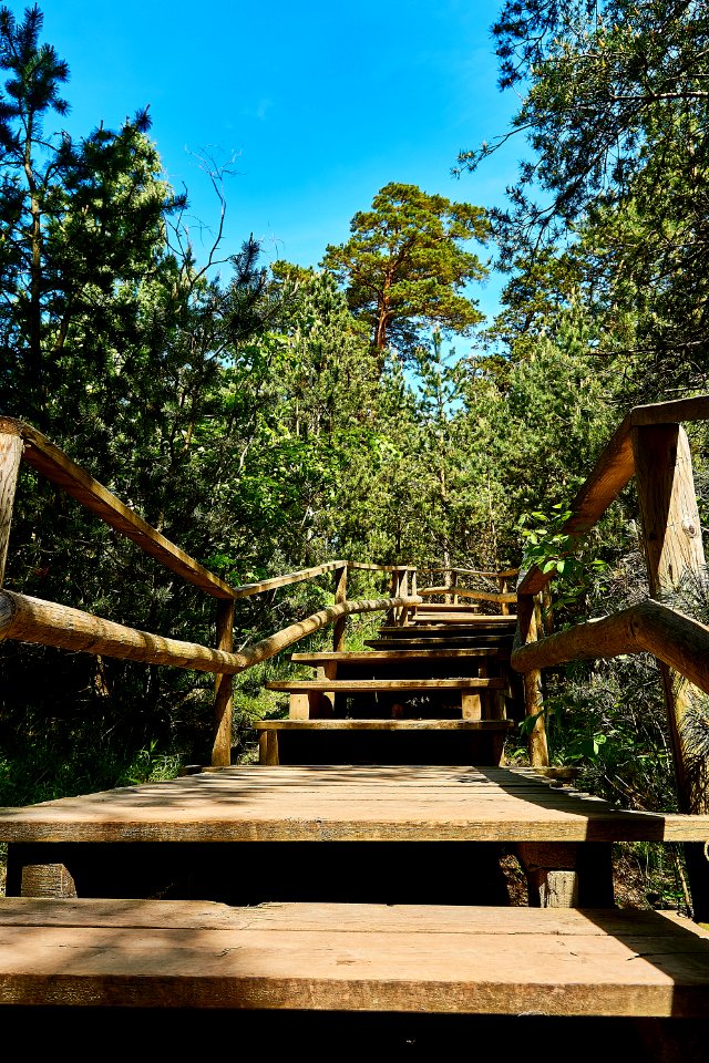 Tree Plant Wood Path