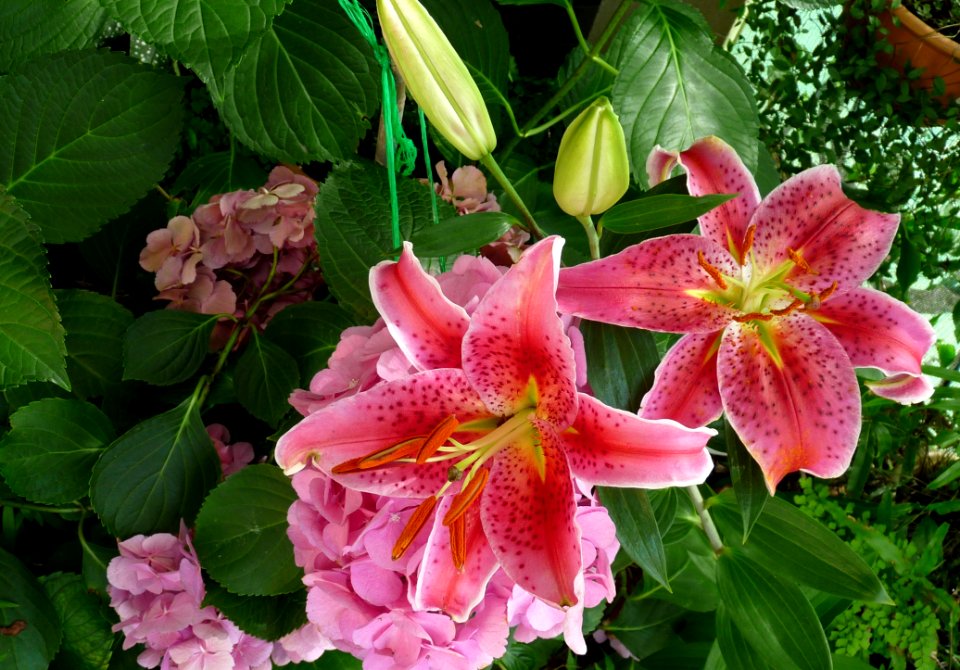 Flower Plant Pink Lily photo