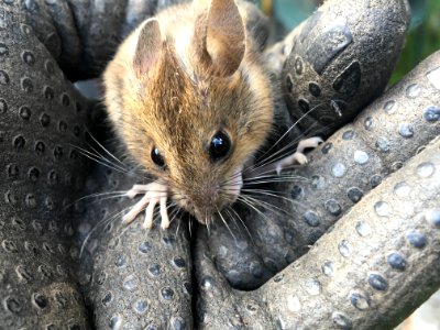 Mouse Fauna Mammal Whiskers photo