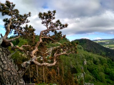 Tree Woody Plant Vegetation Plant photo