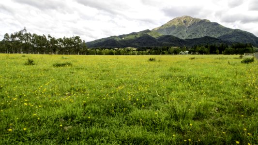 Grassland Vegetation Pasture Ecosystem